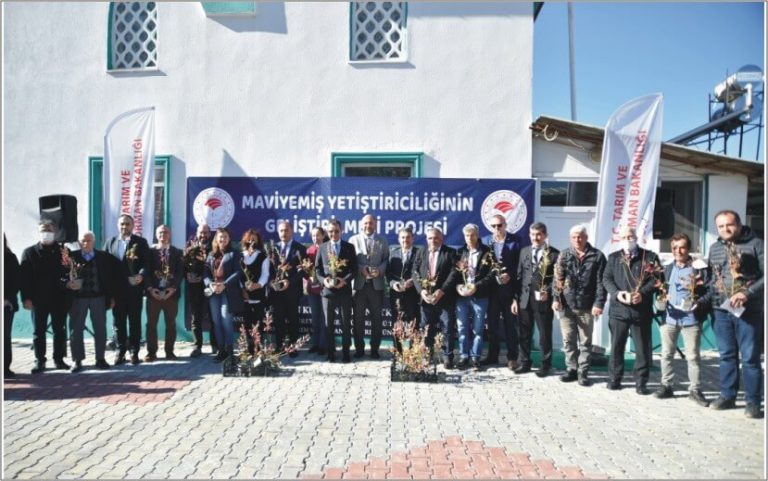 Mahmudiye Mahallesinde Mavi Yemiş Fidanı Dağıtıldı