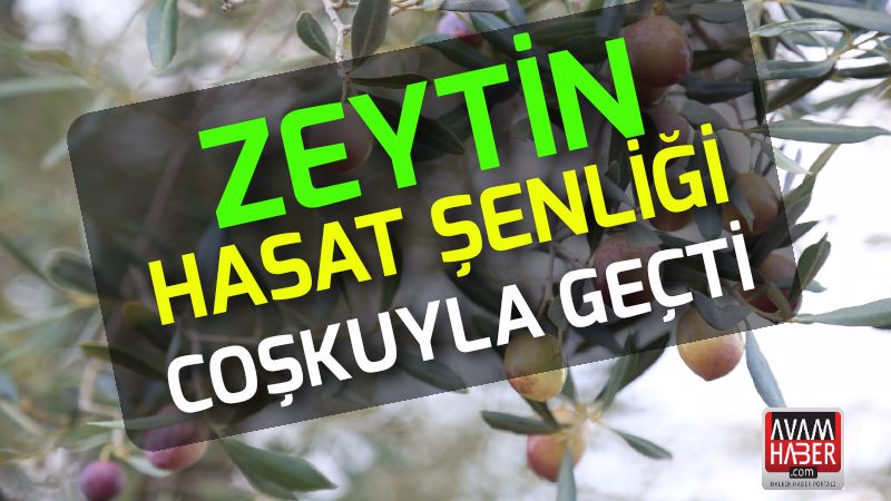 Zeytin hasat şenliği coşkuyla geçti