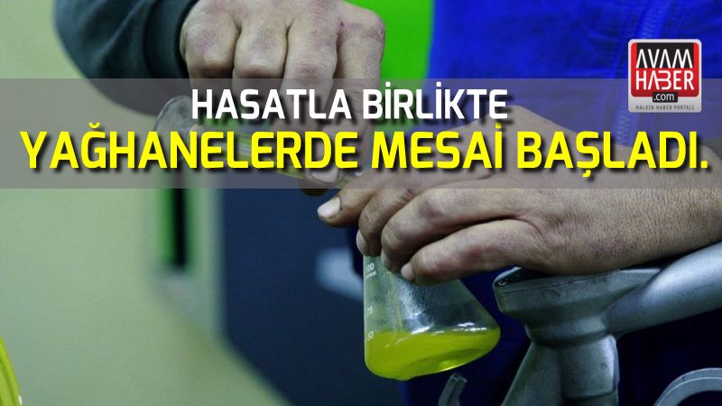 Yağhanelerde zeytin yağı mesaisi