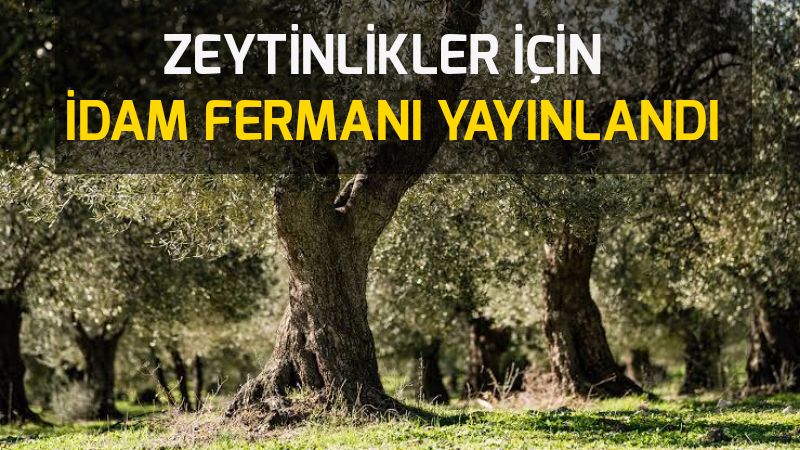Zeytinlikler için idam fermanı