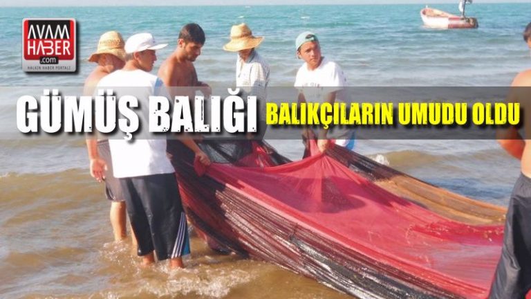 Gümüş balığı balıkçıların umudu oldu
