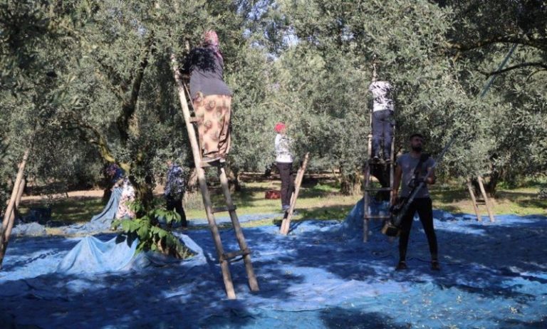 Zeytinlerde halkalı leke mücadelesi