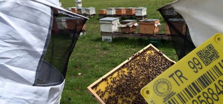 Arı kolonileri kayıt altına alınıyor