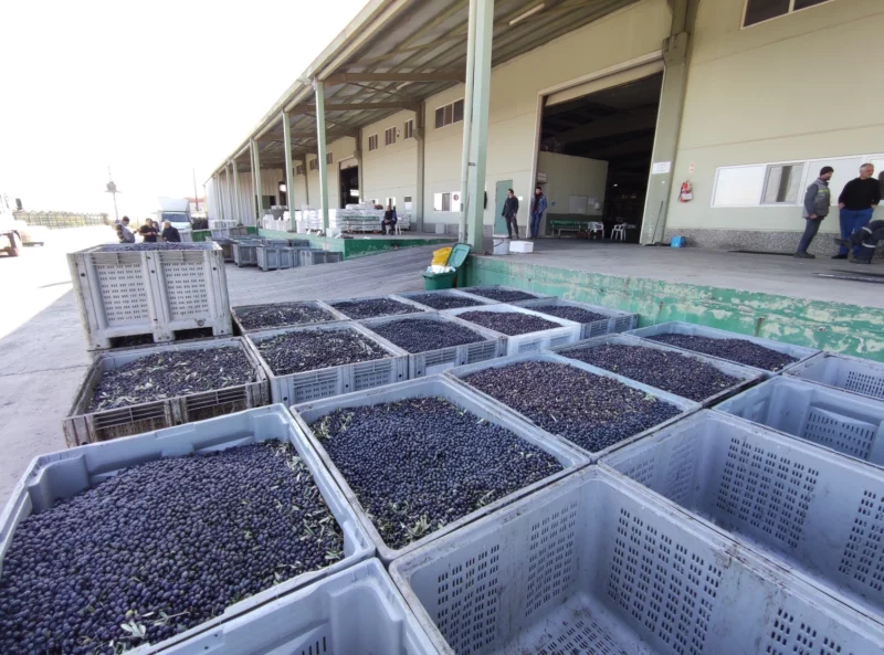 Zeytin alımları 430 tonu buldu