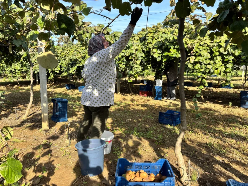 Rekolte Düştü, Kalite Yükseldi