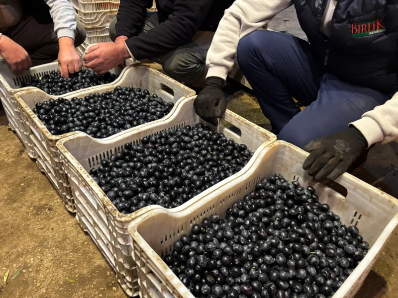 Tarım Kredi Kooperatifi Bursa Bölgesi’nde Zeytin Alımlarını Sürdürüyor