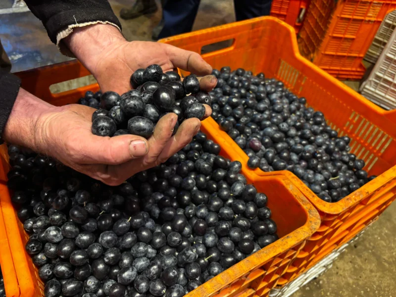 Tarım Kredi’den İlk Zeytin Ödemesi