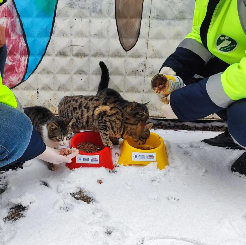 Bursa Büyükşehir patili dostların yanında