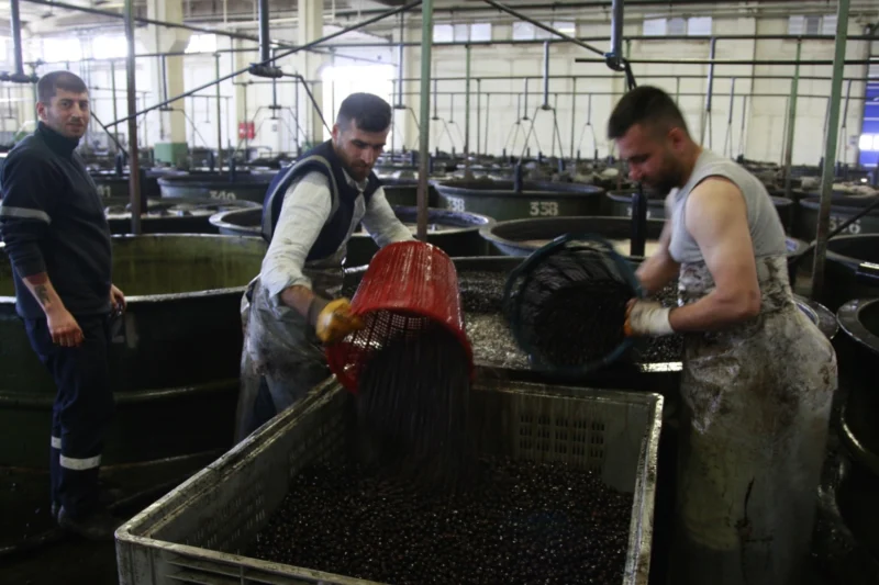 Marmarabirlik’te Zeytin Alım Kampanyası Sona Erdi
