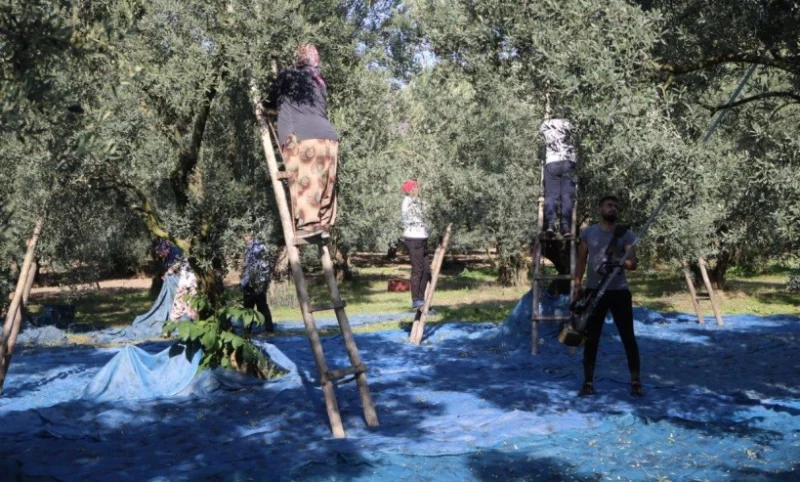 Marmarabirlik 2025/2026 Zeytin Alım Fiyatlarını Belirledi