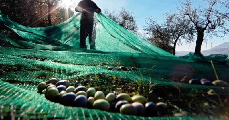 Zeytin Üretiminde Yeni Rekor Beklentisi