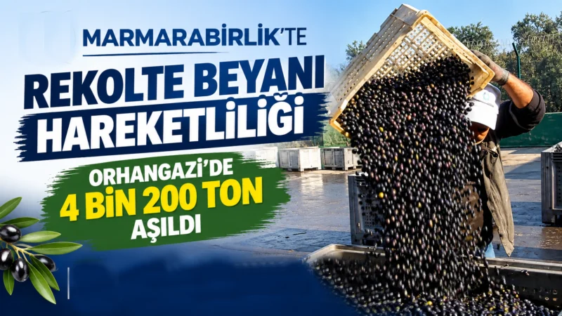 Zeytinde bereket yılı