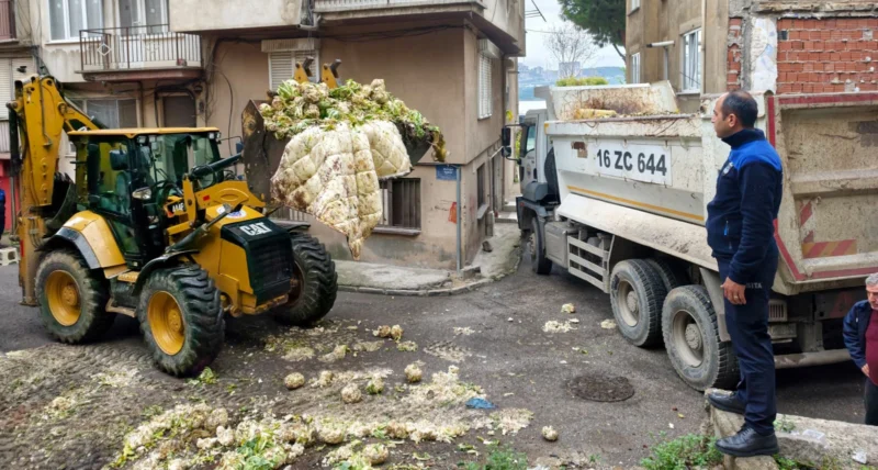 Gemlik’te Skandal Görüntü: 10 Ton Bozulmuş Karnabahar Arsaya Döküldü